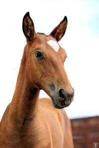 Photo cheval a vendre SALICORNE DE LA GESSE